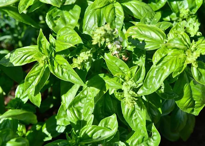 Jungbrunnen فندق باد برامباخ